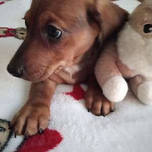 CKC Mini Red Short Haired Dachshund MAJOR