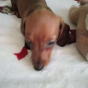 CKC Mini Red Short Haired Dachshund ROSE