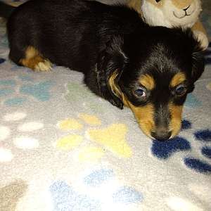 CKC Mini Black & Tan Short Haired Dachshund AXEL