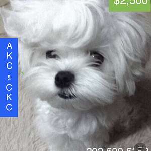 Pedigree Maltese Male Maltese (dual purebred pedigree AKC & CKC) intact 1 y