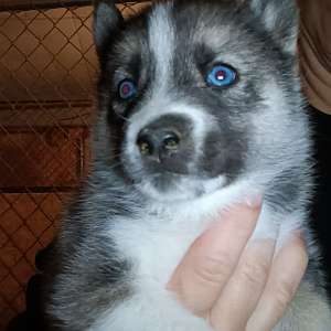 Siberian Husky puppies- ready at Christmas