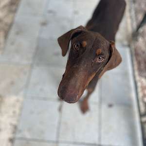 ADOPT - Sweet Doberman Pup