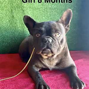 AKC Female French Bulldog Puppy