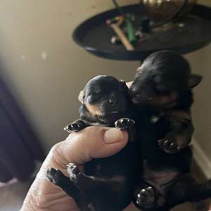 Christmas Puppies