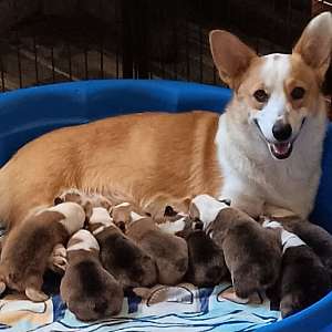 Pembroke Welsh Corgis near Beulaville NC