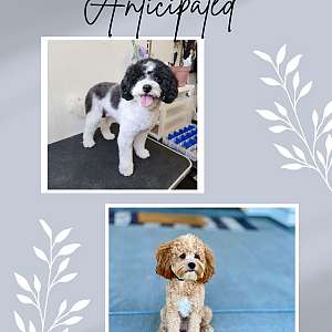 Cavapoo Puppies coming 2025