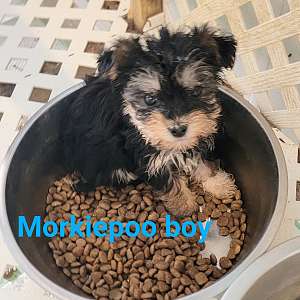 Morkiepoo