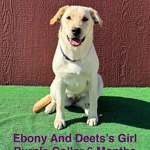 AKC Yellow Female Lab Pup