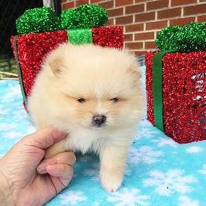 CKC Pomeranian: Carina Textme 404.626.6540