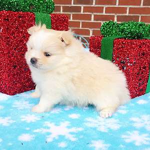 CKC Pomeranian: Sofia Textme 404.626.6540