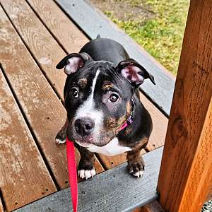 American Bully Puppy