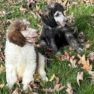 AKC Standard Poodles “ pick of litter”