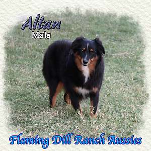 Altan - Mini Black Tri Neutered Aussie Male