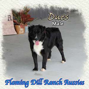 Dues - Mini Black Bi Aussie Male