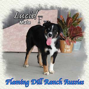 Lucid - Mini Blue Eyed Black Tri Aussie Male