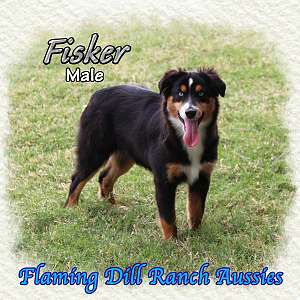 Fisker - Mini Blue Eyed Black Tri Aussie Male