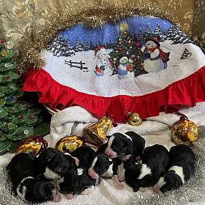 ABCA Border Collie Pups