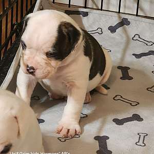 Patches - Uzi&Grim's baby boy