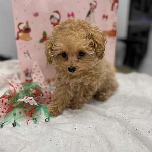 Tiny Toy Poodle