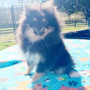 CKC Pomeranian: Buster Brown (Male)