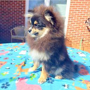 CKC Pomeranian: Teddy Bear (Male)