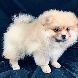 CKC Pomeranian: DUSTY (male)