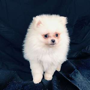 CKC Pomeranian: DUKE (male)