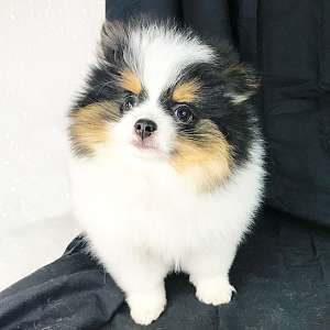 CKC Pomeranian: Cuddles (Female)