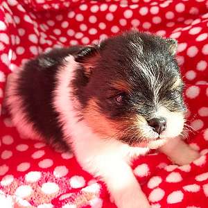 CKC Pomeranian: BOO (teacup male)