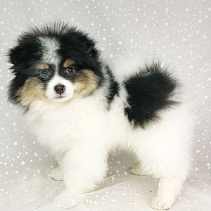 CKC Pomeranian: BUDDY (male)