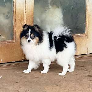 CKC Pomeranian: BUDDY