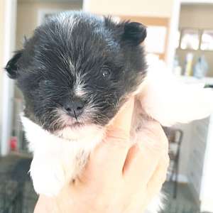 CKC Pomeranian Patches (Male)