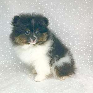 CKC Pomeranian Patches (Male)