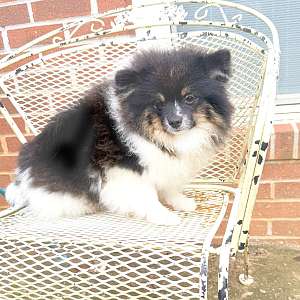 CKC Pomeranian Patches
