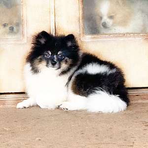 CKC Pomeranian Patches
