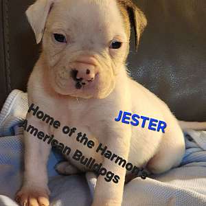 Jester - Uzi&Grim's baby boy