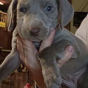 Registered Weimaraner Puppies