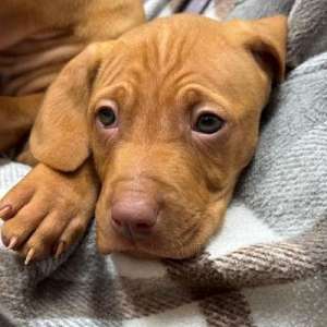 Male Vizsla Puppy(s) Ready NOW