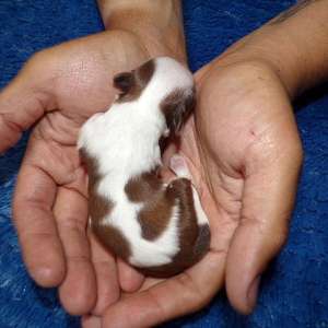 Imperial AKC Shih Tzu Puppies