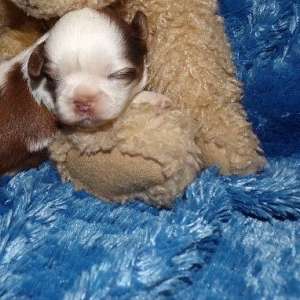 Imperial AKC Shih Tzu Puppies