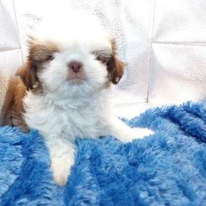 AKC Imperial Shih Tzu Puppies