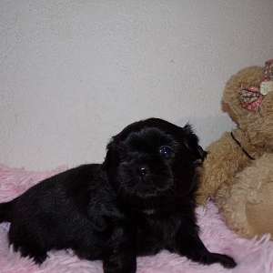 Imperial Full AKC Shih Tzu Puppies Lucy Lu