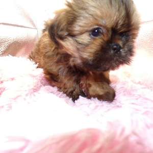 Imperial AKC Shih Tzu Puppies