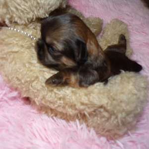 Imperial AKC Shih Tzu Puppy Cindy Lu