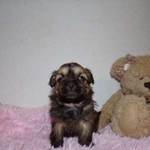 Imperial Full AKC Shih Tzu Puppy Cindy Lu