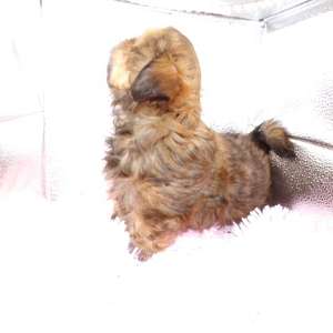 Imperial AKC Shih Tzu Puppy Cindy Lu