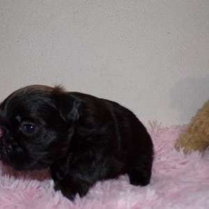 Imperial Full AKC Shih Tzu Puppies Lucy Lu