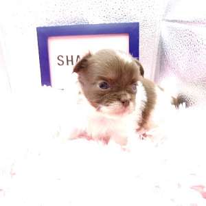 Tiny AKC Long Coat Apple Head Chihuahuas