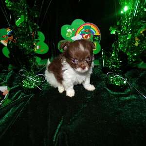 Tiny AKC Long Coat Apple Head Chihuahuas