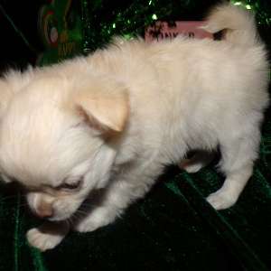 Tiny Teacup Apple Head Long Coat Female Chihuahua